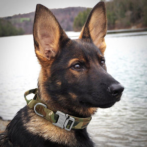 Collar de Perro Táctico Militar Ultra Reforzado